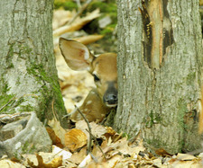 Hidden Fawn