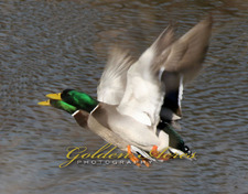 Tandem mallards