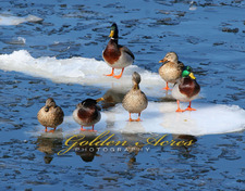 Ducks on  Ice