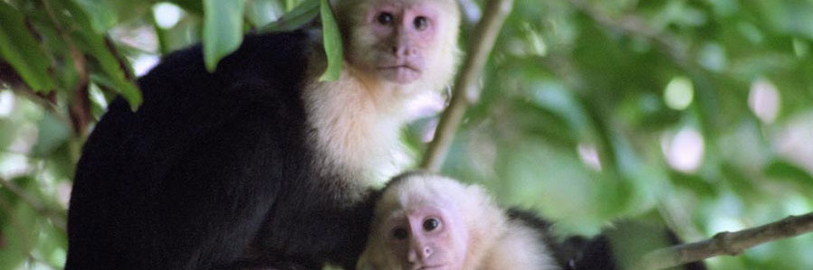 Costa Rica: Nature's Richness Revealed