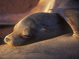 Galapagos Wildlife