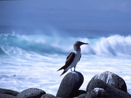 Blue Footed Boobie, Galapagos
