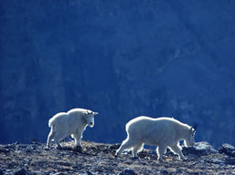 Yoho National Park Wildlife