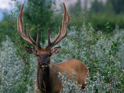 Banff National Park wildlife
