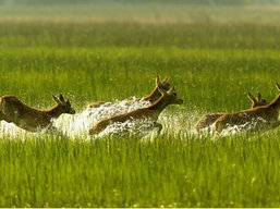 Botswana Private Safari