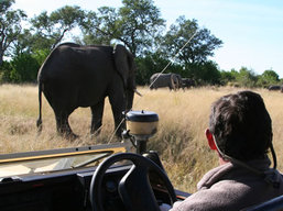 Botswana Private Safari