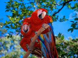 Costa Rica Wildlife