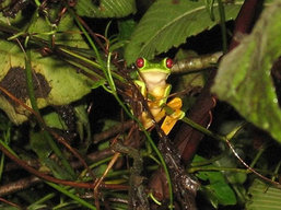 Tree Frog, Costa Rica