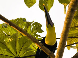Tuocan, Costa Rica