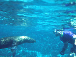 Sea of Cortez snorkeling