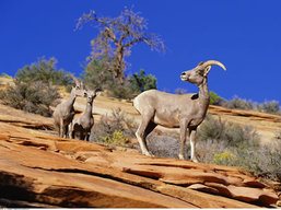 Utah & Arizona wildlife