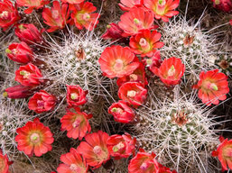 Arizona wildflowers