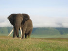 Tanzania Wildlife Safaris