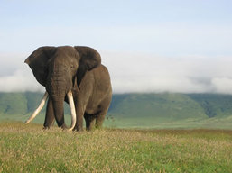 Tanzania Wildlife Safaris