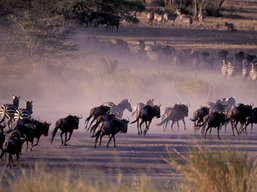 Serengeti Wildlife Safari