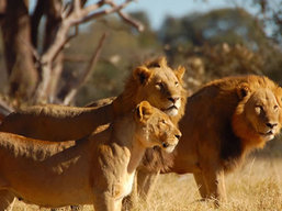 Africa Safari