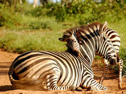 Tanzania Tours