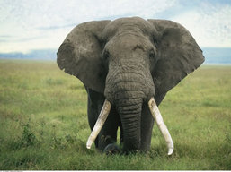 Tanzania Wildlife Safari