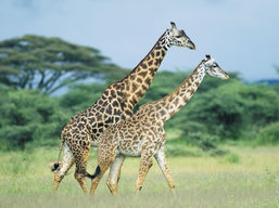 Tanzania trips