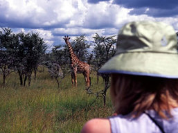 Upclose Serengeti wildlife