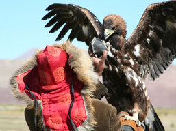 Mongolia Golden Eagles