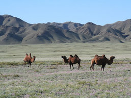 Mongolia tour