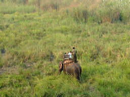 Nepal, Chitwan National Park Elephant Safari
