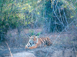Nepal, Chitwan National Park Tiger Safari