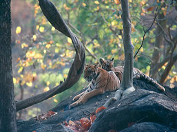 Nepal Tiger Safaris