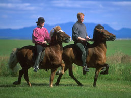 Horseback riding in Iceland