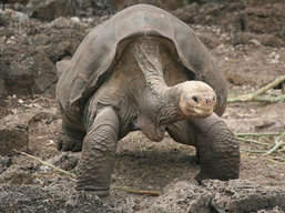 Giant Tortoises