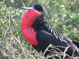 Bird watching in the Galapagos