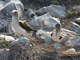 Blue footed boobies