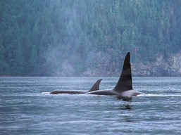 Vancouver Island Marine Life