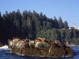 Vancouver Island wildlife tour