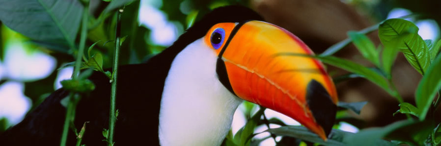 Boundless Journeys: Peru Amazon