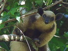 Amazon Tours