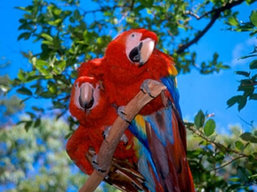 Peru bird watching