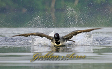 Loon Taking Flight