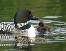 Loon with Chick 2008