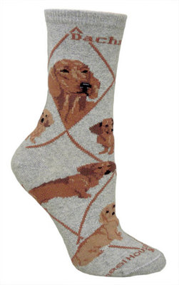 Dachshund on gray PH774