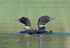Post Pond Loons with Chick