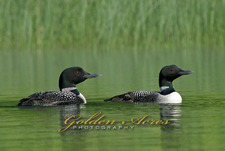 Post Pond Loon Pair and Chick