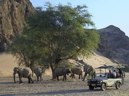 Namibia wildlife viewing