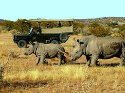 Namibia safari, Rhino viewing