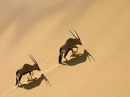 Namibia wildlife safari