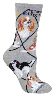 Cavalier King Charles on gray PH755