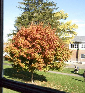 Window