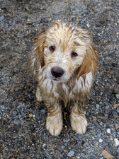 "Mud Puddle Puppy"