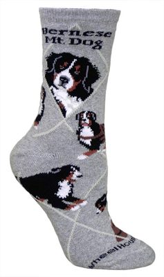 Bernese Mountain Dog on gray PH190